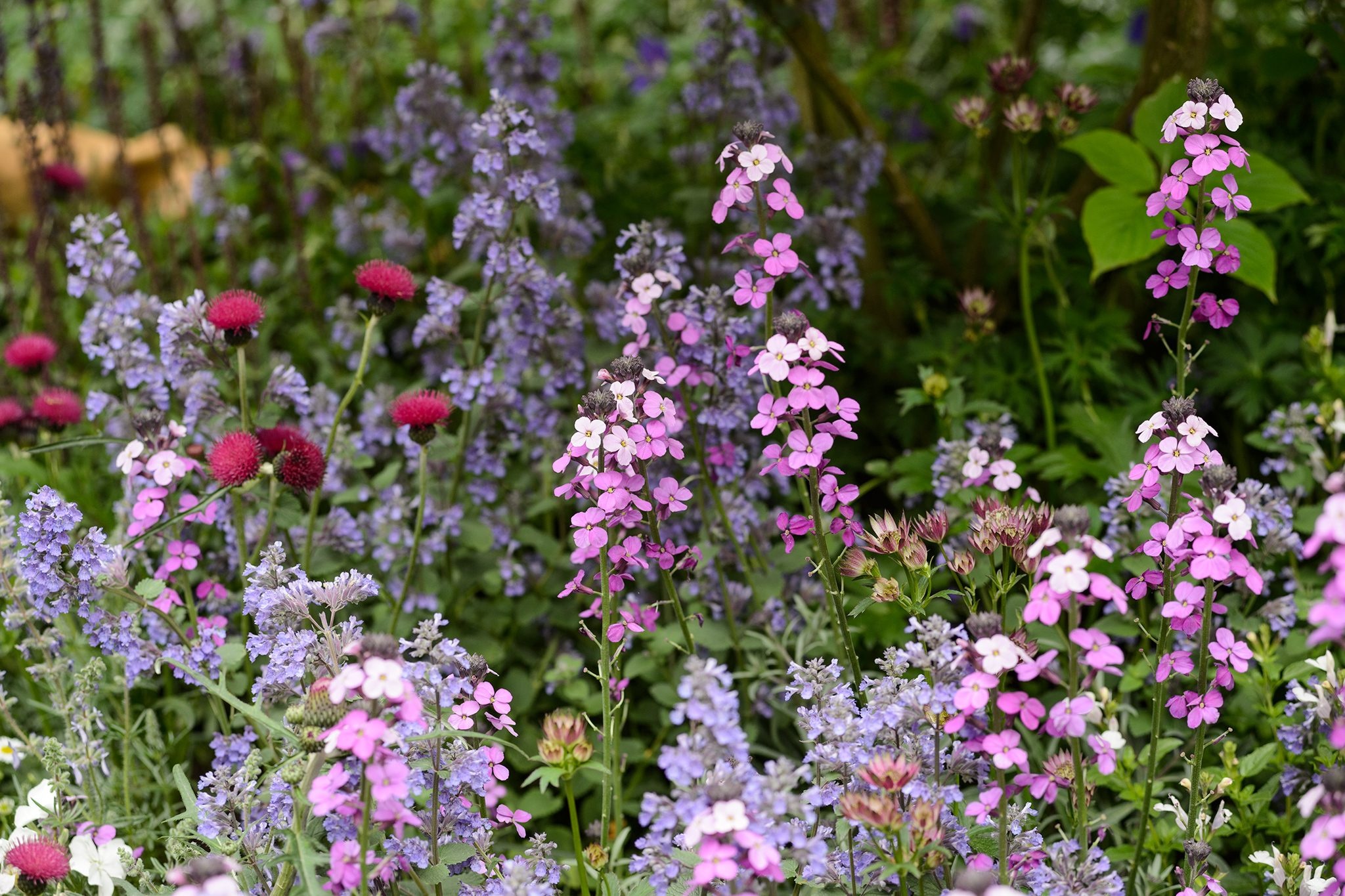 Beautiful UK cottage garden in bloom