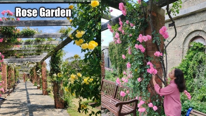 Beautiful rose garden