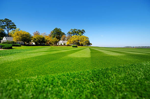 Freshly mowed striped lawn in English garden