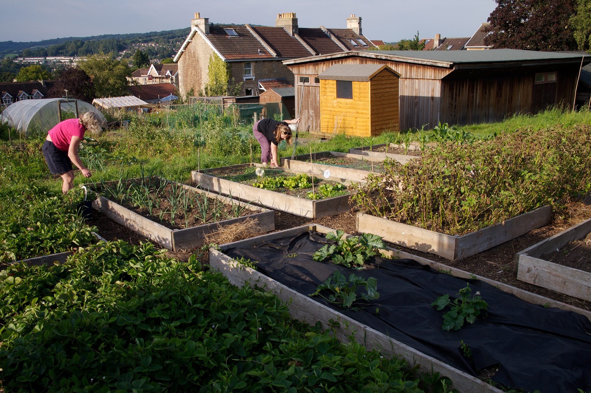 Well maintained UK allotment garden