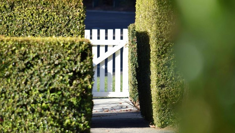 Neatly trimmed privet hedge