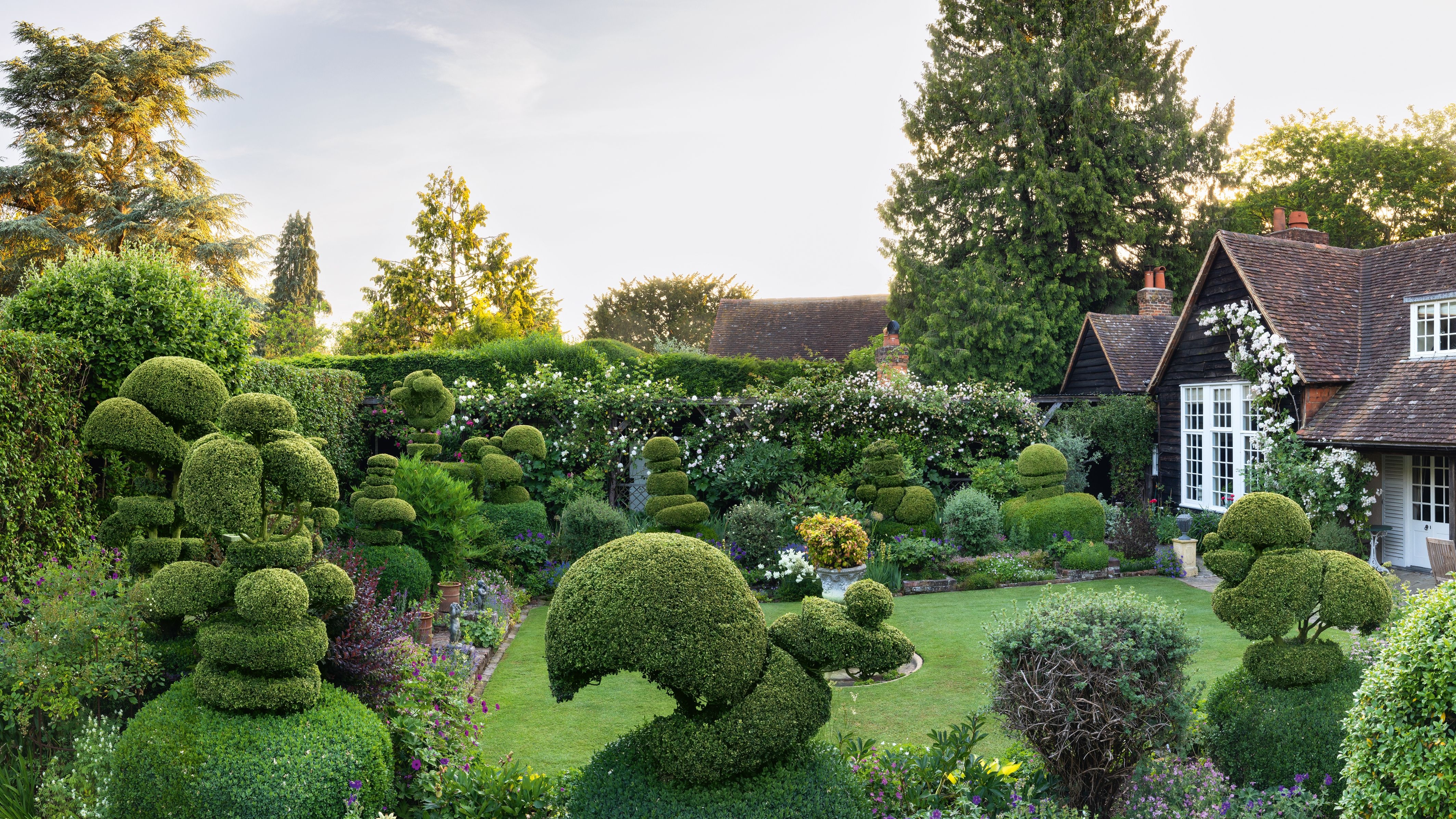 Professional hedge topiary in UK garden